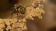 Nannotrigona Nannotrigona