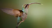 Colibrí ermitaño verde, fotografía de Kevin Ocampo Cuellar Colibrí ermitaño verde, fotografía de Kevin Ocampo Cuellar