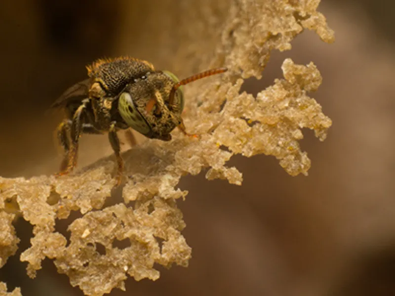 Nannotrigona Nannotrigona