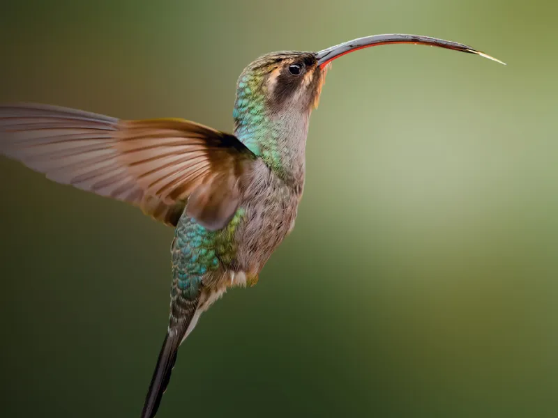 Colibrí ermitaño verde, fotografía de Kevin Ocampo Cuellar Colibrí ermitaño verde, fotografía de Kevin Ocampo Cuellar