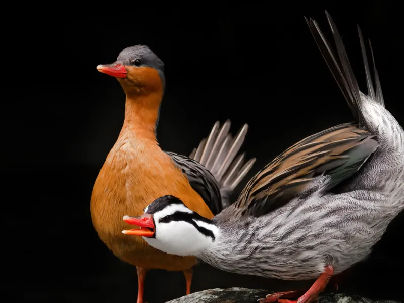 Foto de Kevin Ocampo Cuellar Foto de Kevin Ocampo Cuellar